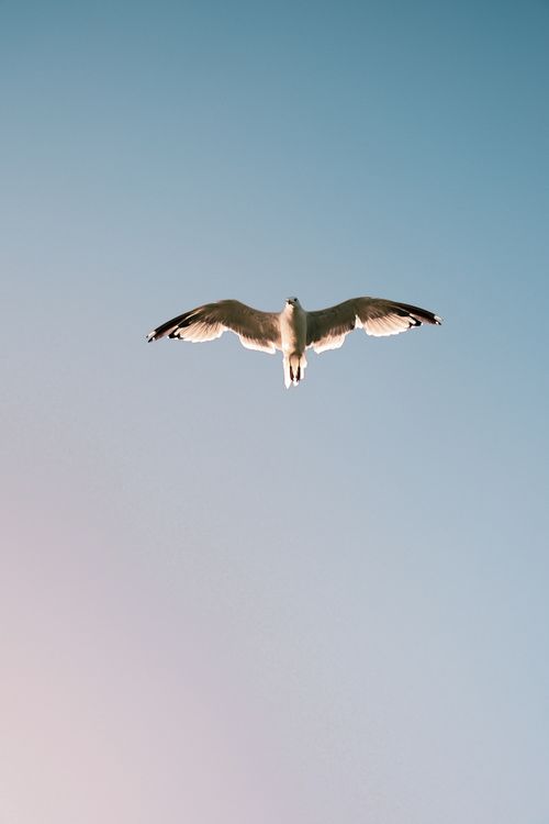 Free A lone seagull soars gracefully against a clear blue sky, capturing a sense of freedom. Stock Photo