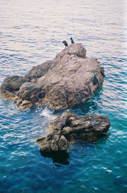 Free Two birds perched on a rocky outcrop in a tranquil ocean setting. Stock Photo