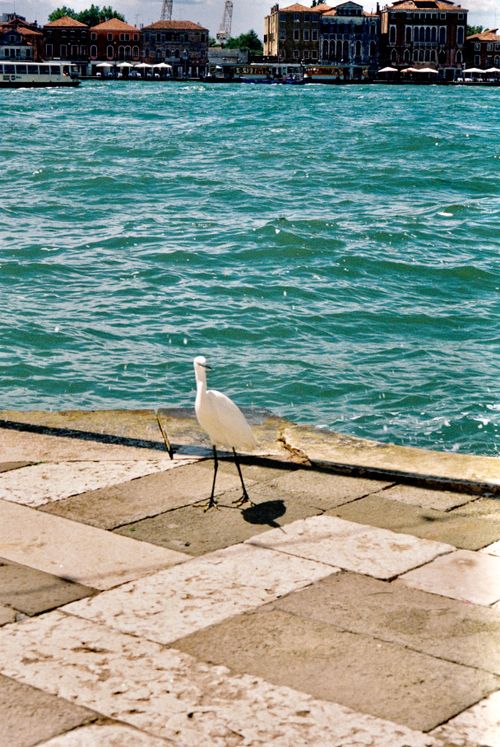 Free Elegant egret stands by the Venetian waterfront, clear blue waters in view. Stock Photo