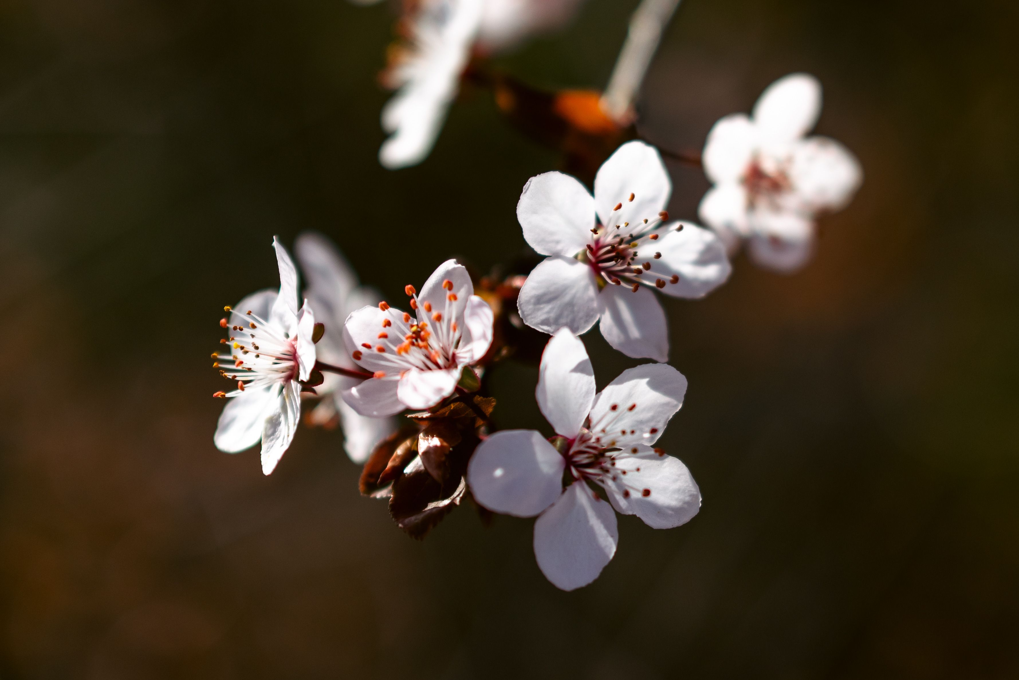 Gratuit Magnifique gros plan de fleurs de cerisier blanches au printemps avec un arrière-plan doux. Photos