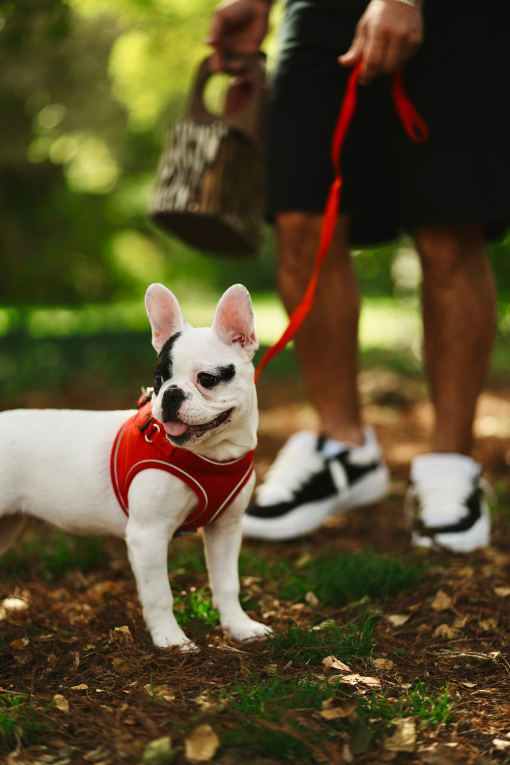 Almanya'da En Popüler Köpek Irkları: Labrador Zirvede mi? - Görsel 4