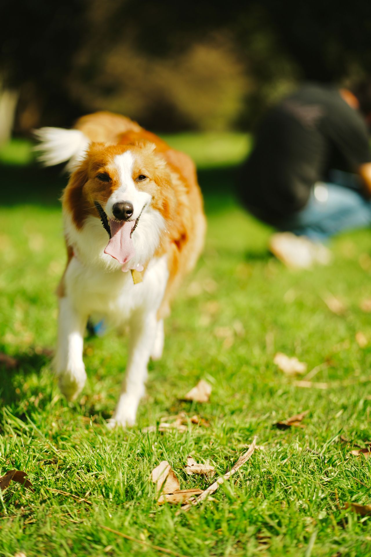 A dog playing outdoors