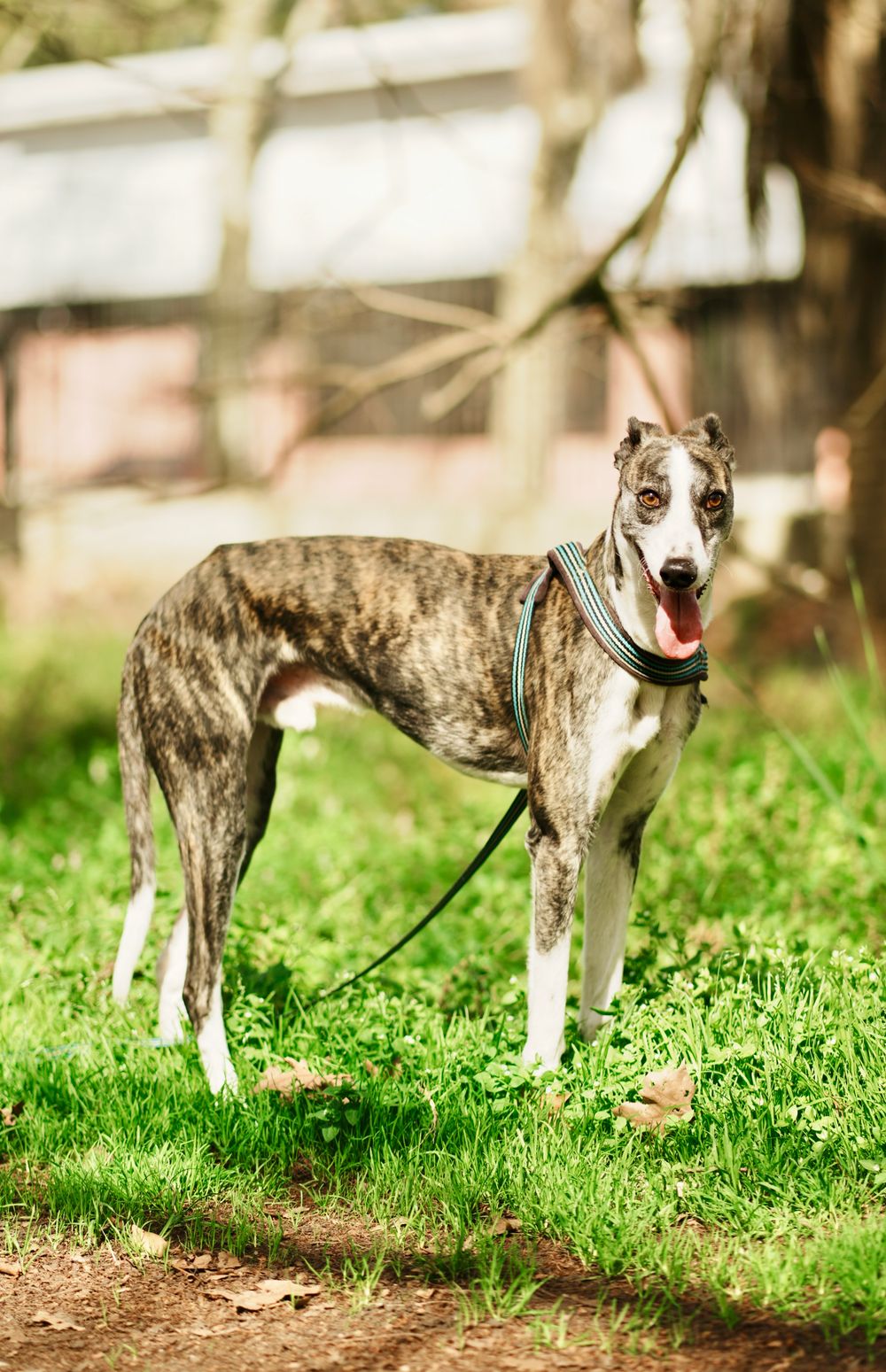 Greyhound, photo 4