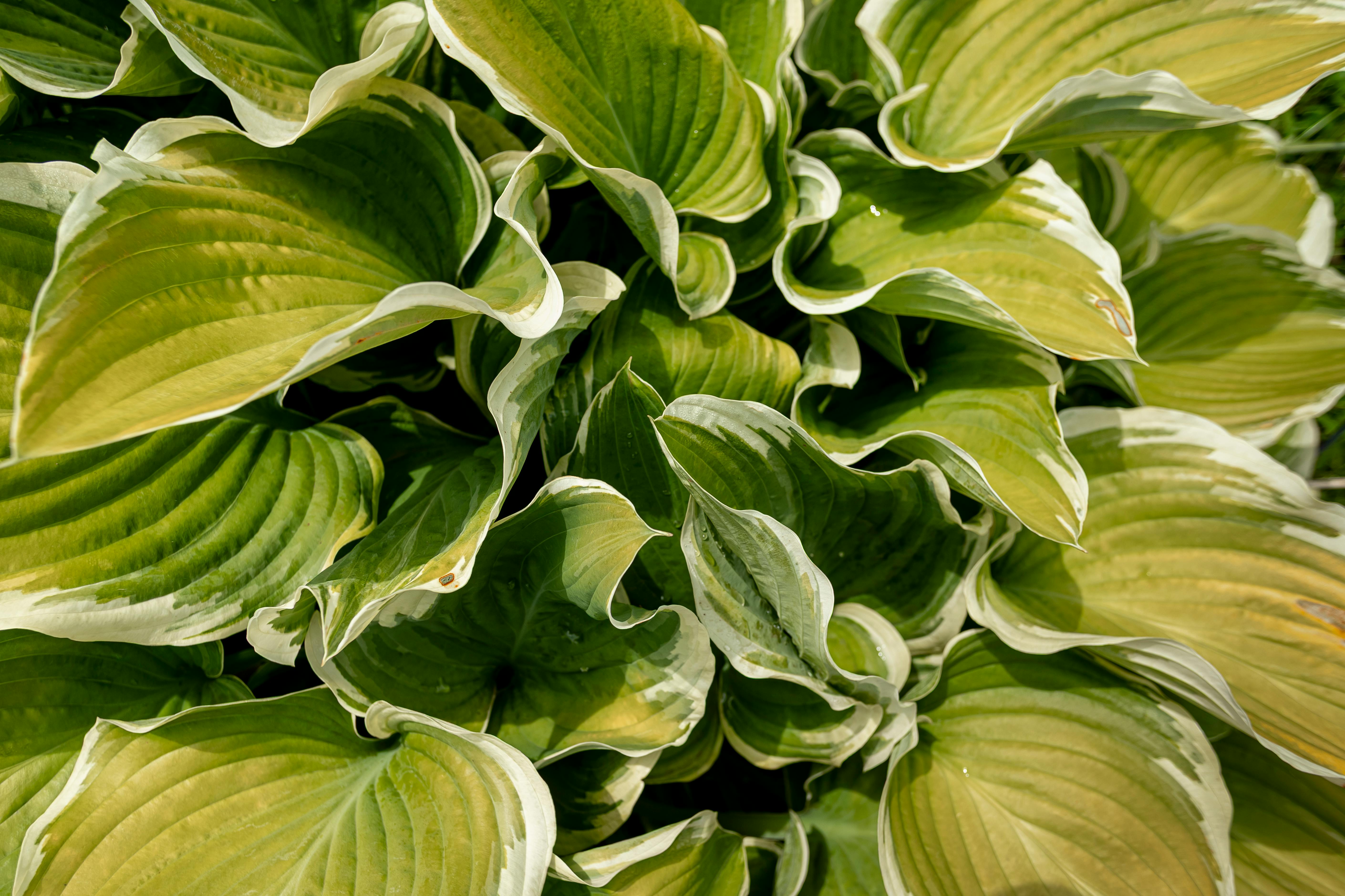 Detailed close-up of vibrant green hosta plant leaves with white edges.