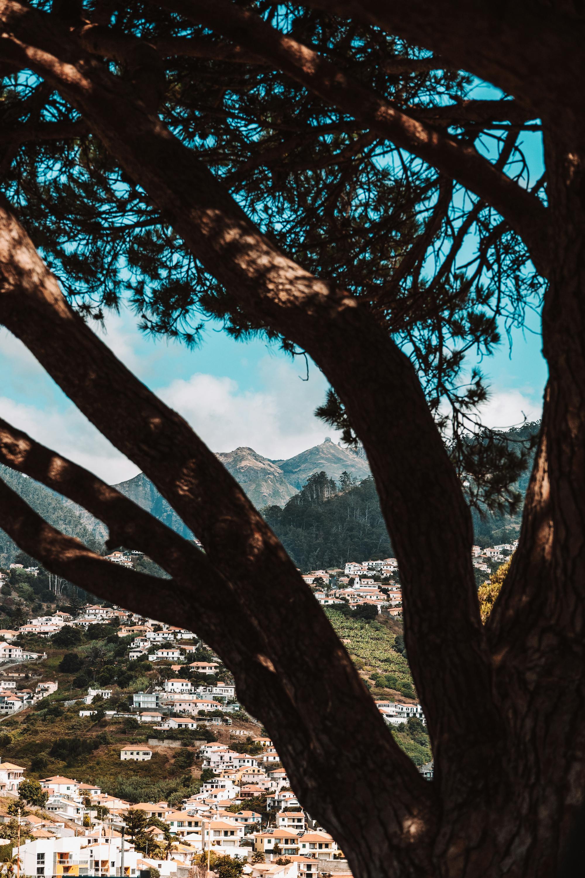 Madeira valley town framed by pine trees