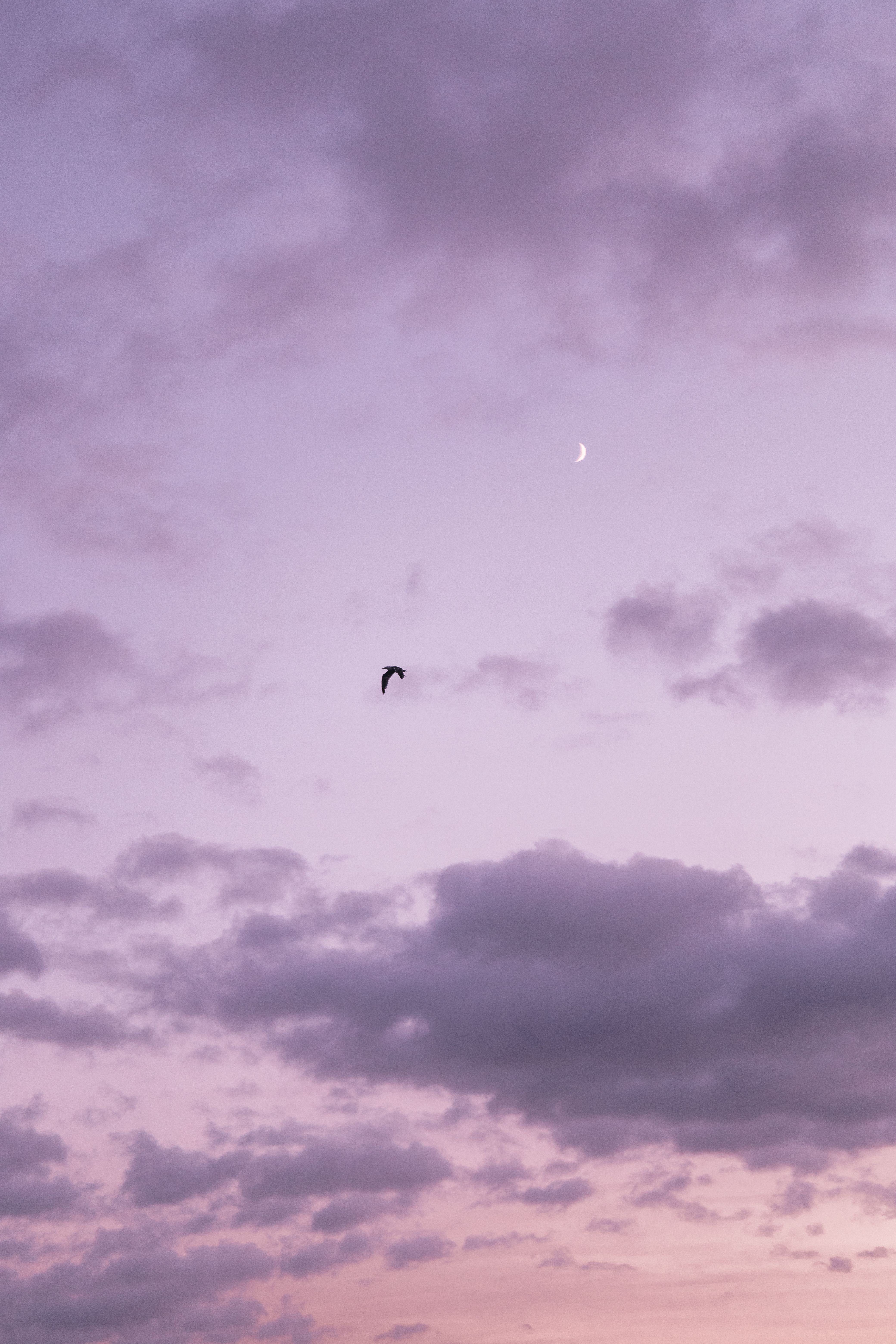 Captivating twilight sky in Madeira, Portugal with clouds, a bird, and a crescent moon.