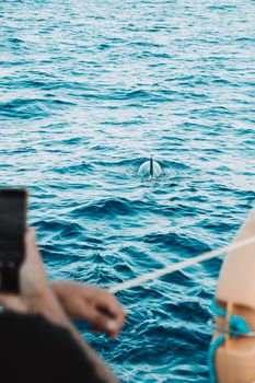 dolphin photo