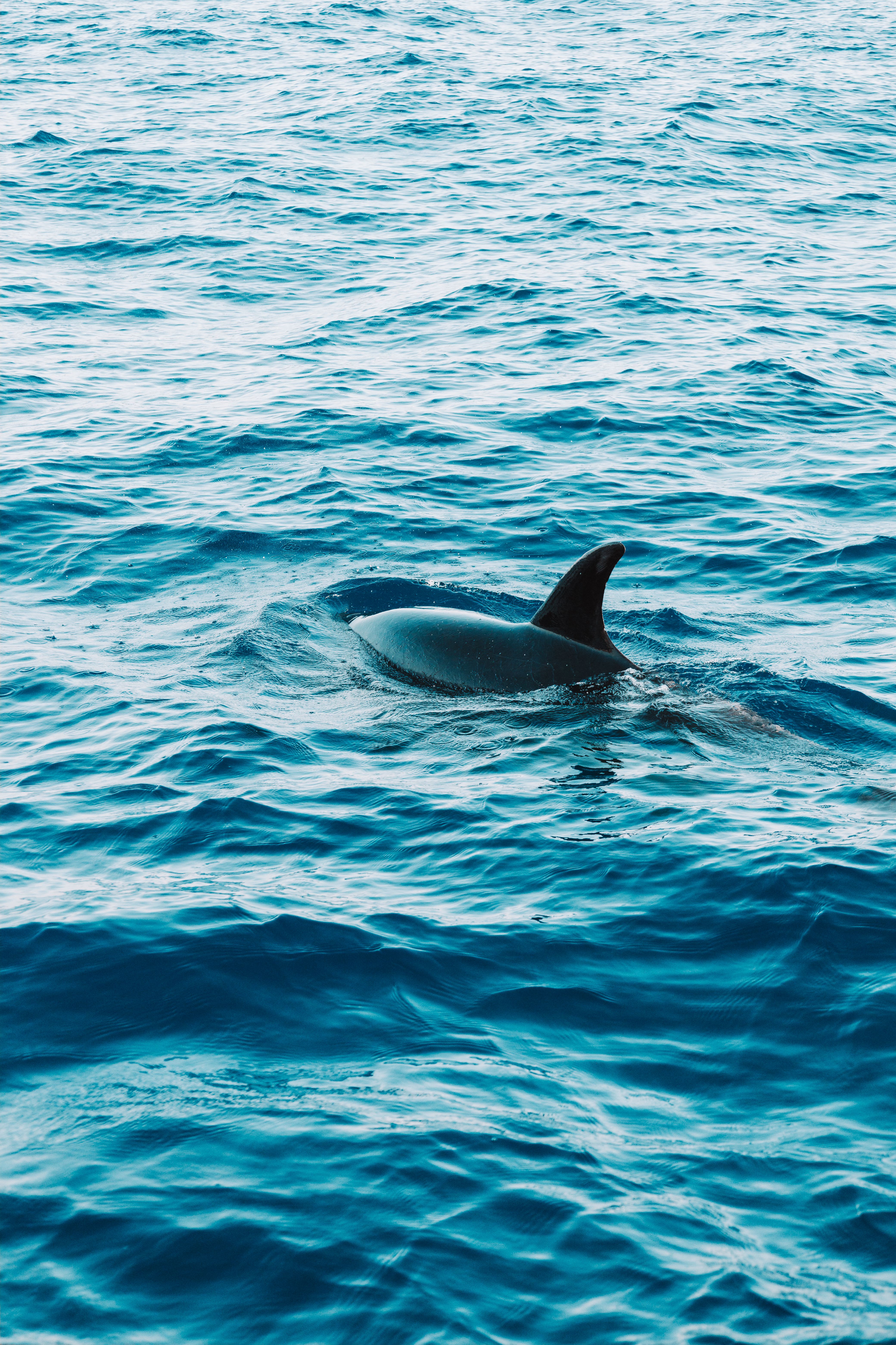 A dolphin swimming in the vivid blue waters of Madeira, Portugal.