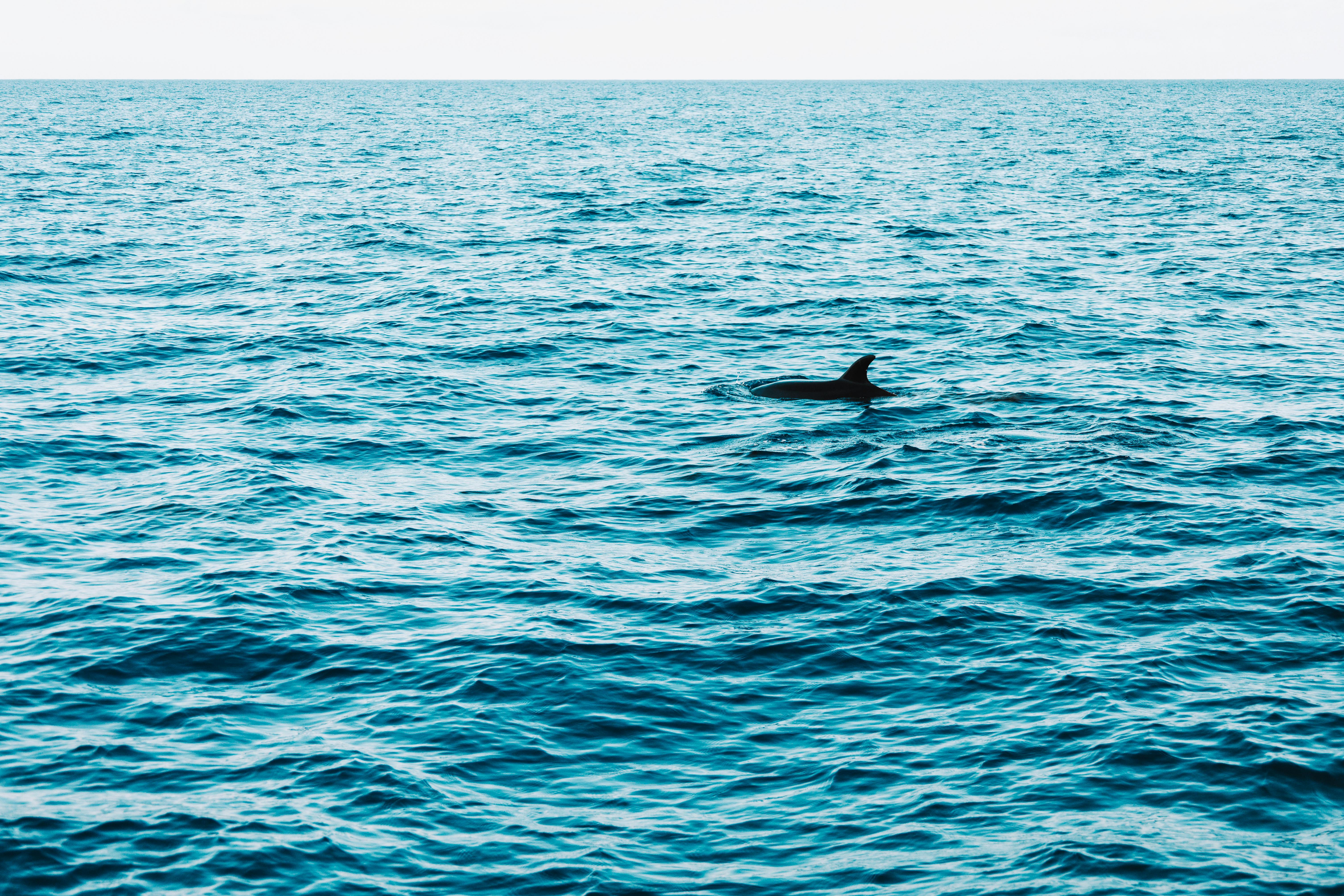 Dolphins jumping at sunset
