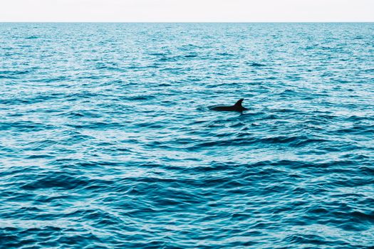 A dolphin fin breaks the surface of the Atlantic Ocean off the coast of Madeira, Portugal.