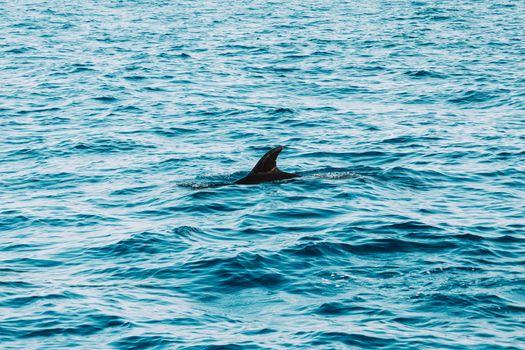 A dolphin swims gracefully in the Atlantic Ocean near Madeira, Portugal.