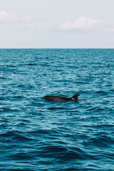 A dolphin swimming in the vibrant blue waters near Madeira, Portugal.