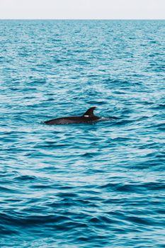 A dolphin swimming in the vibrant blue waters off the coast of Madeira, Portugal.