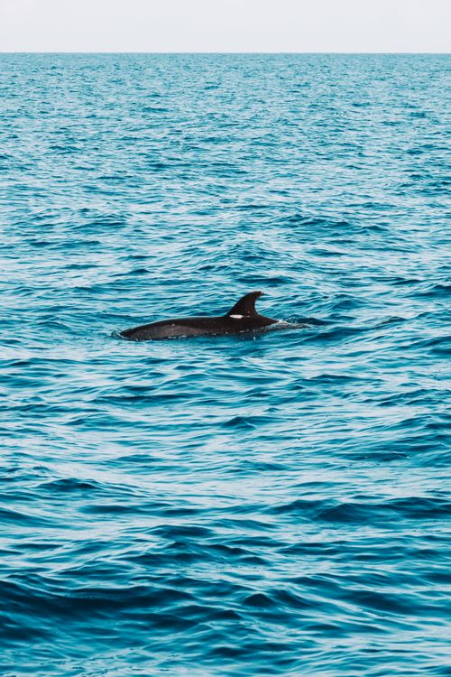 Free A dolphin swimming in the vibrant blue waters off the coast of Madeira, Portugal. Stock Photo