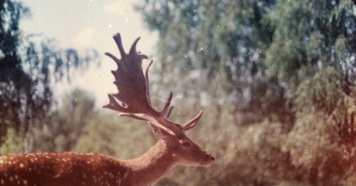 香港動畫 世外 入圍安錫國際動畫影展非競賽單元 6月11至13日午夜全球首映