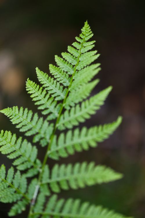 Free Detailed view of a lush green fern leaf, showcasing nature's intricate patterns. Stock Photo