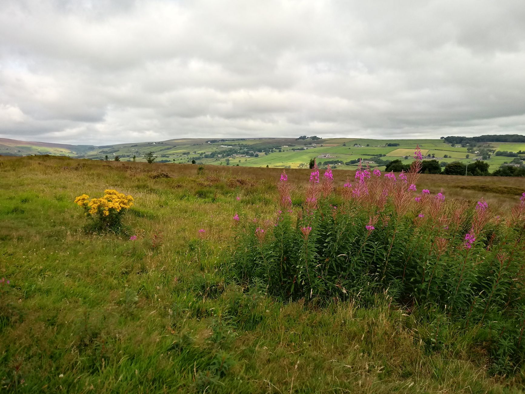 Wildflowers on the rolling moorland above Haworth in West Yorkshire