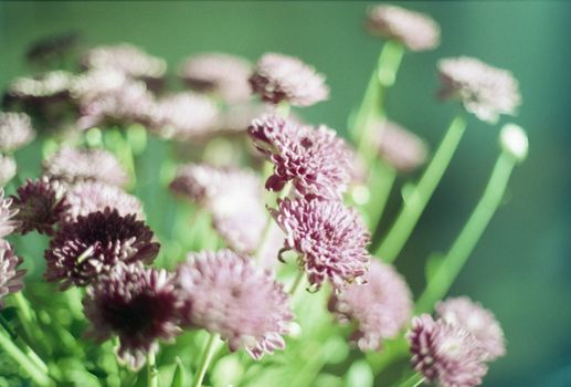 Delicate pink chrysanthemums blooming outdoors with soft focus and natural lighting.