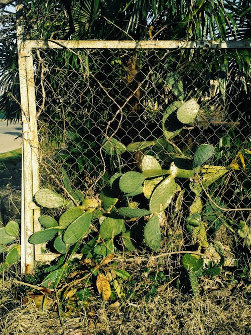 Green Plants Beside Cyclone Fence