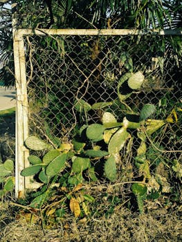 充满活力的仙人掌与铁丝网交织，展现了大自然对城市结构的强大韧性