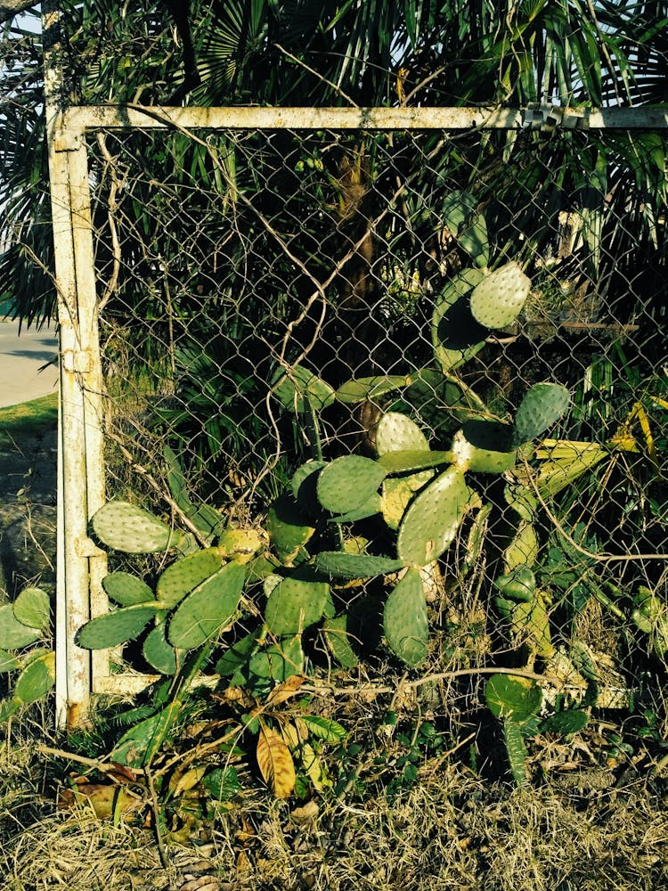 Green Plants Beside Cyclone Fence