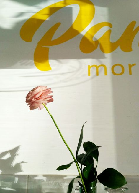 Single pink flower with sunlight and typography creates a modern interior design element.