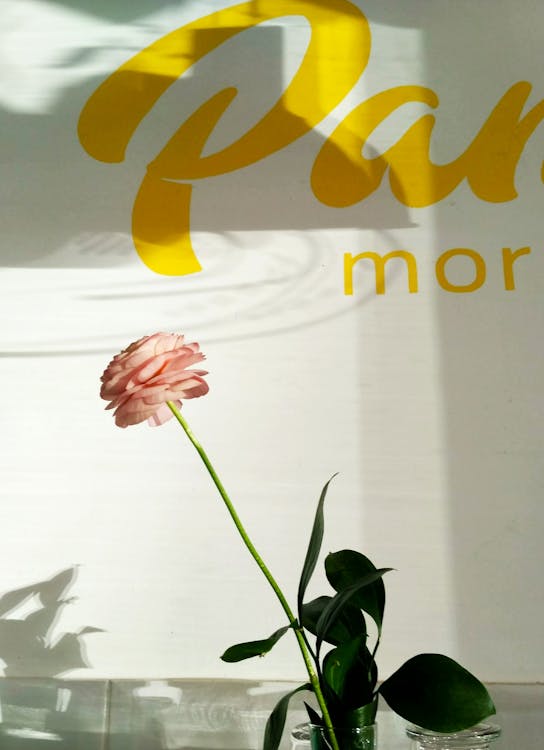 Rosa Rosa Fiore In Fiore