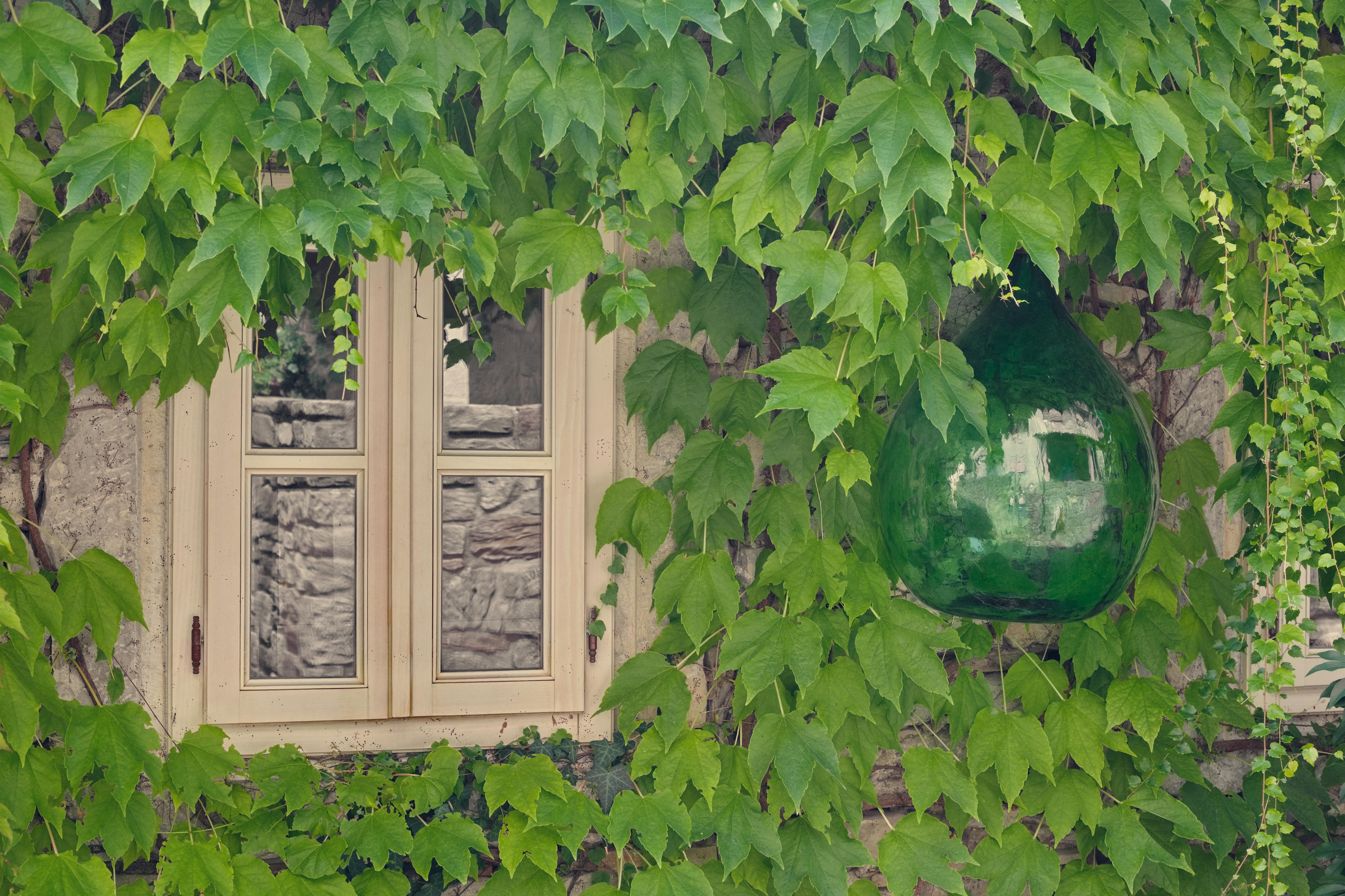 Gratis Jendela indah yang ditutupi tanaman ivy hijau subur, memamerkan pesona pedesaan di Hum, Kroasia. Foto Stok