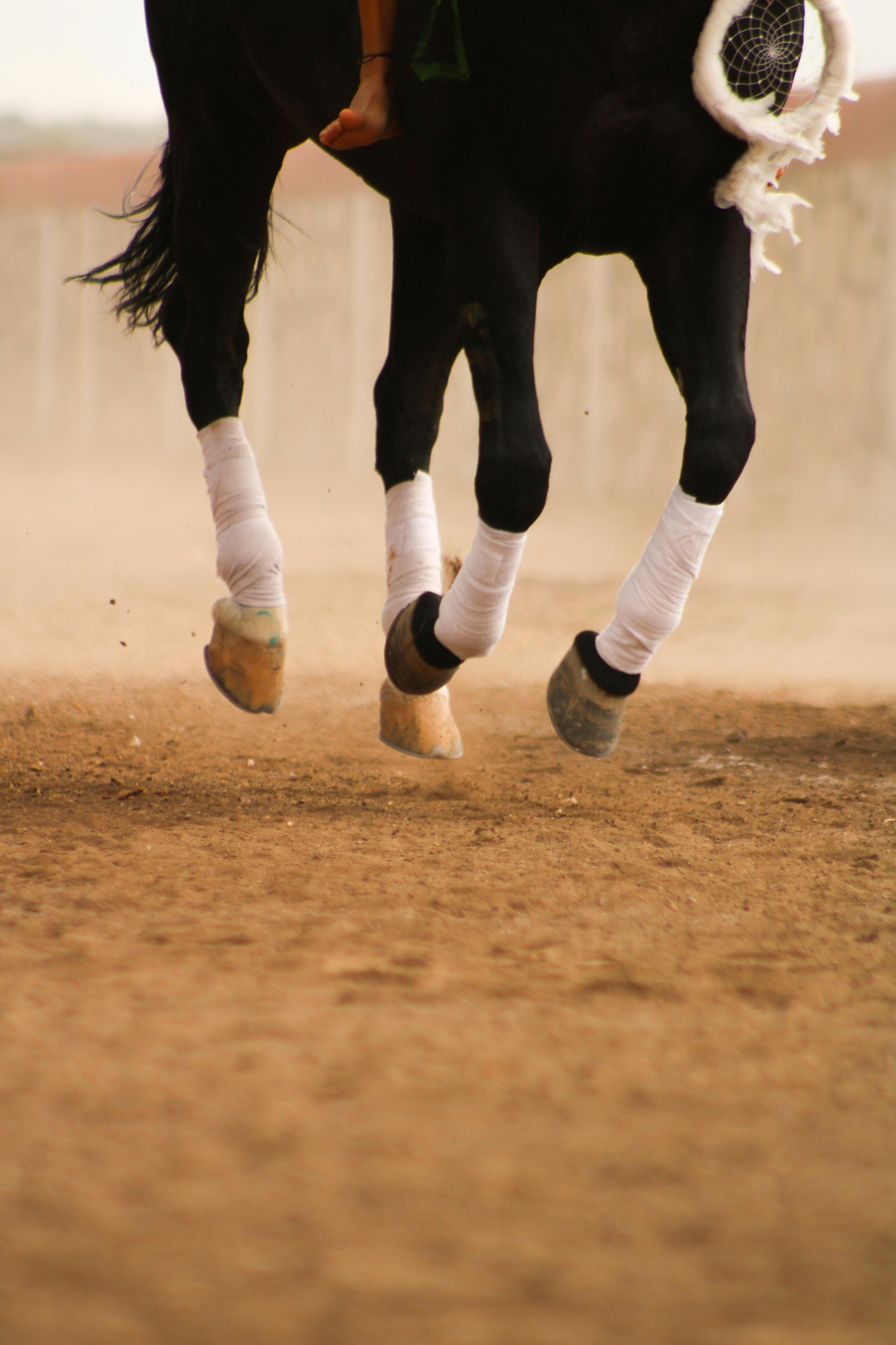 Close-up of a horse's legs in motion at a dusty arena in Mexico.