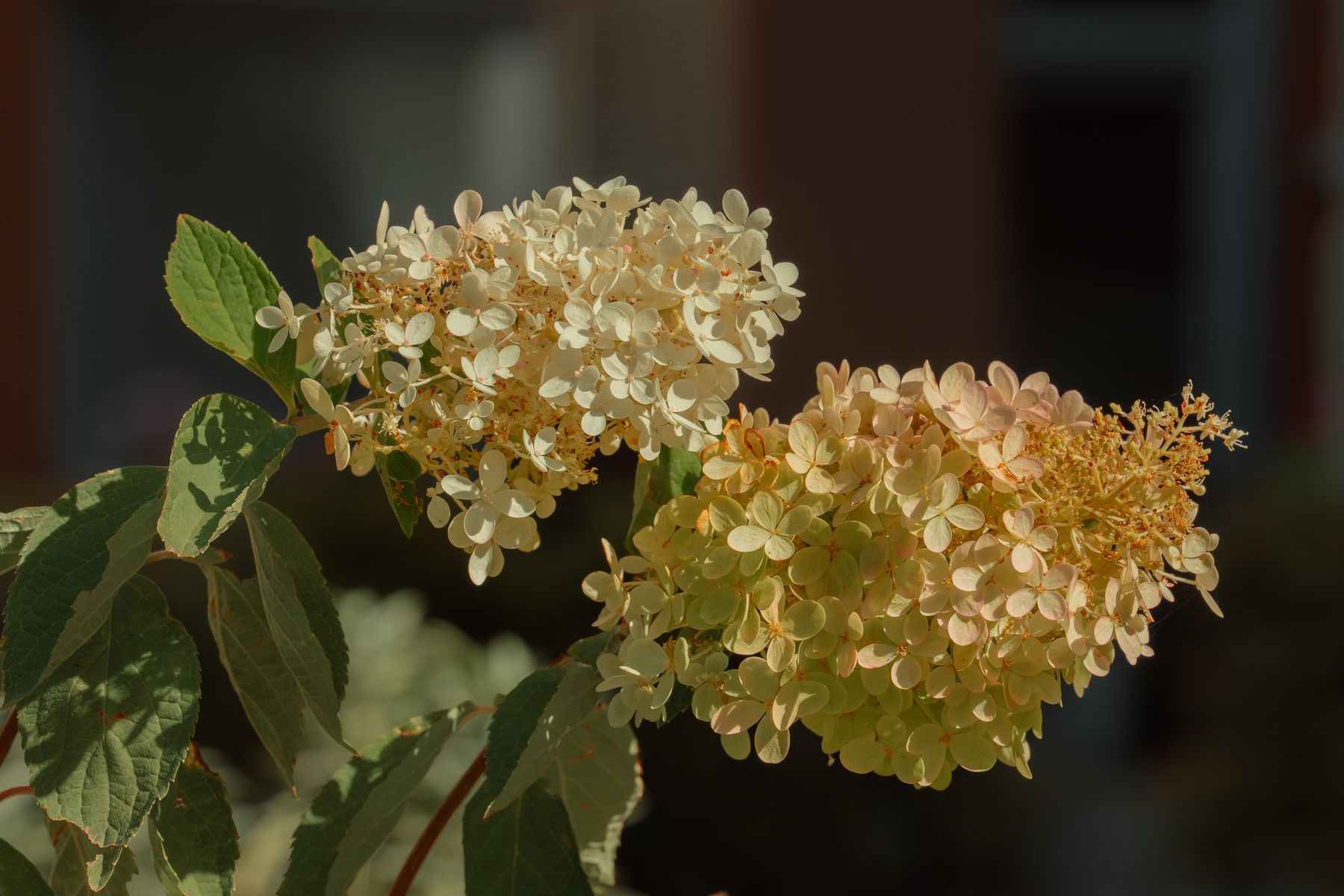Hydrangea soil and flower color Hydrangea flowers with rich foliage