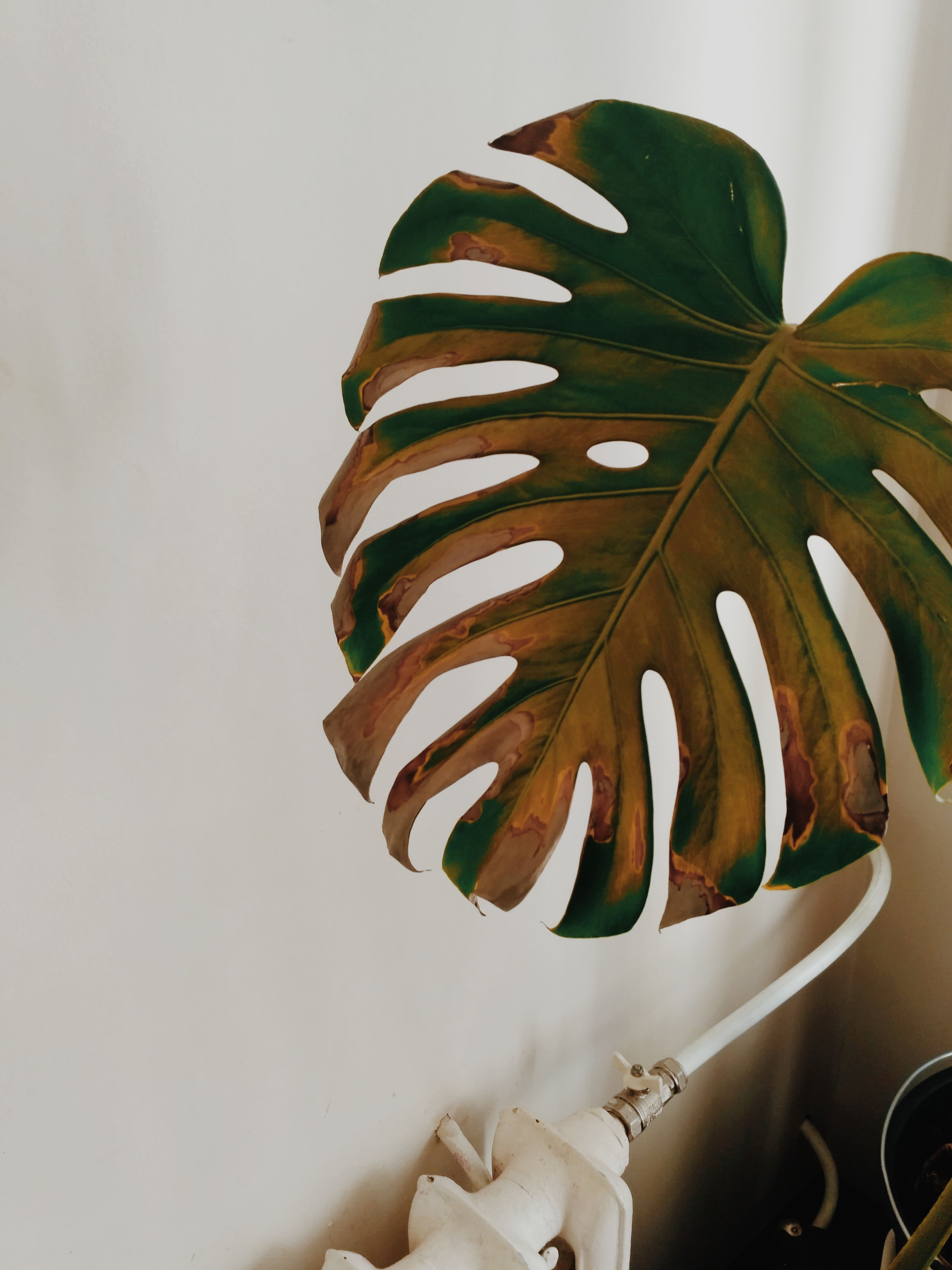 philodendron white wizard pflege Philodendron White Wizard main image 0