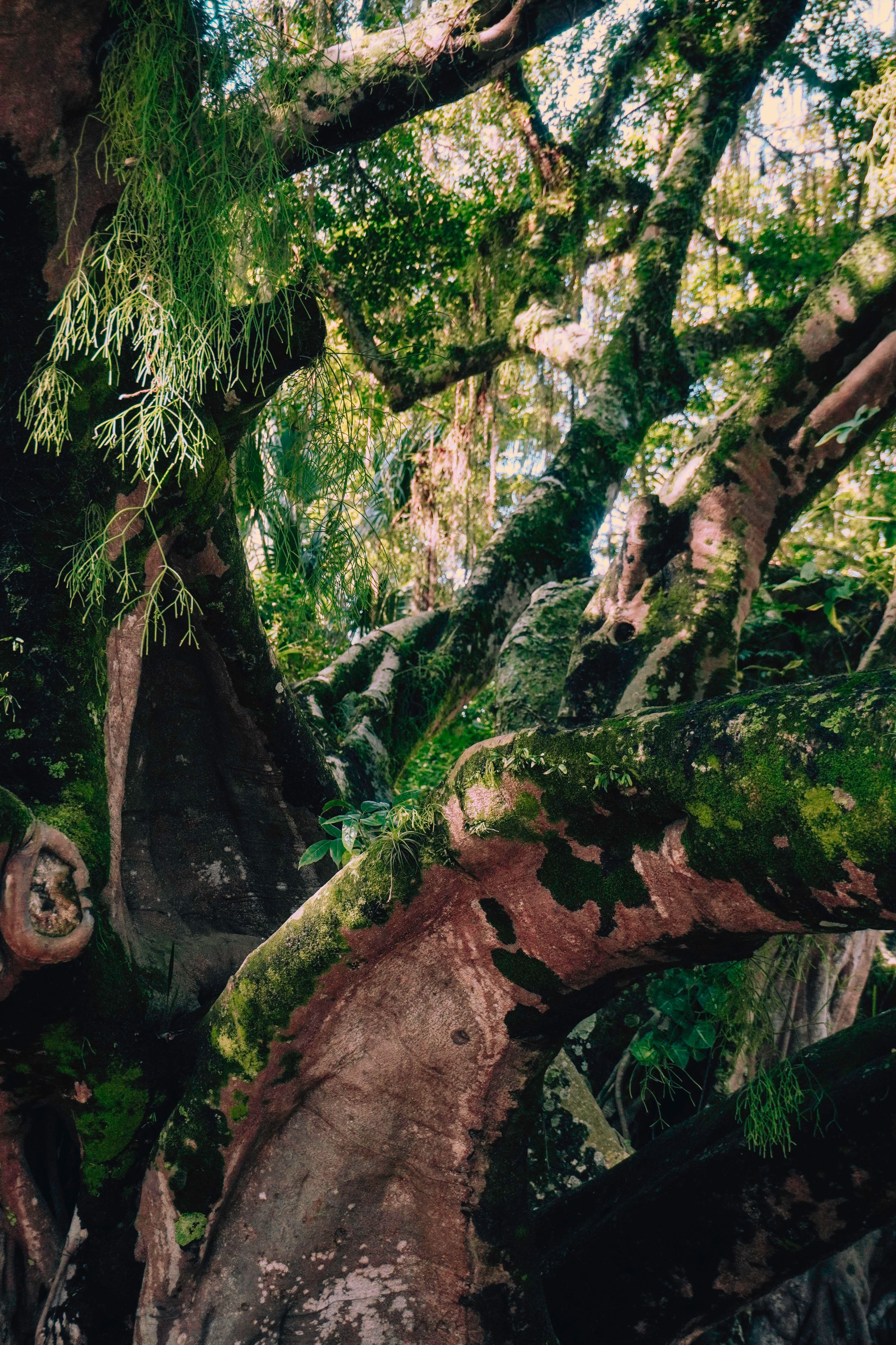 Fotomural Una vista encantadora de antiguos árboles cubiertos de musgo en un denso bosque tropical.