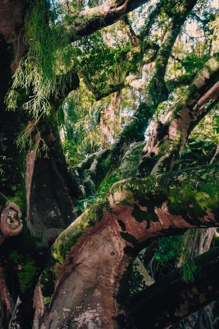 Fotomural Una vista encantadora de antiguos árboles cubiertos de musgo en un denso bosque tropical.