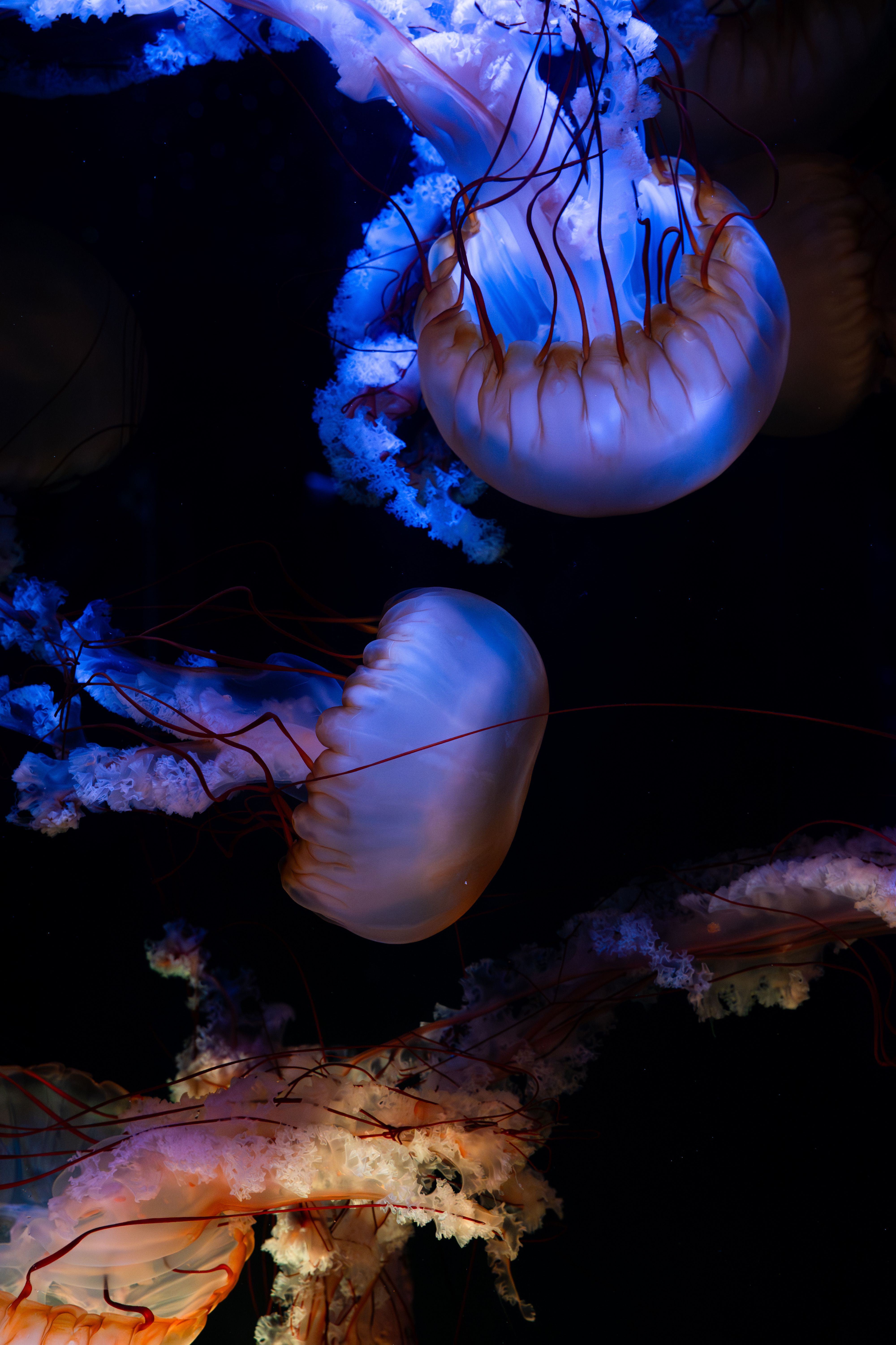 New England Aquarium