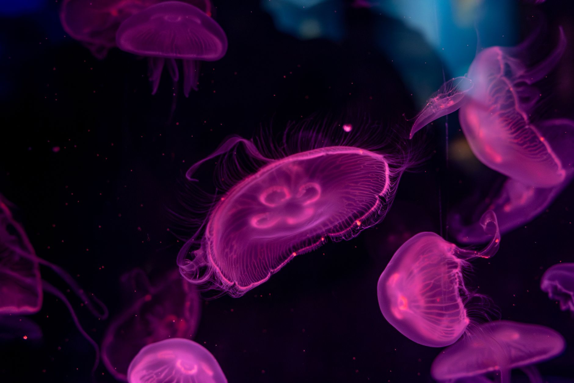 Jellyfish medusa transdiferenciação — Curiosidades