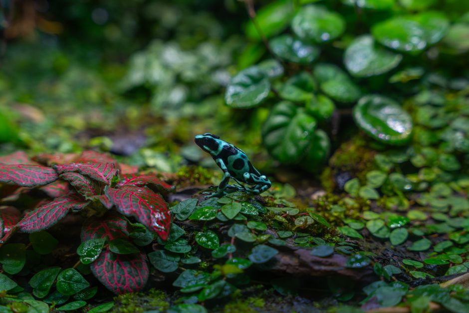 Vibrant poison dart frog surrounded by lush foliage, showcasing natural rainforest beauty.