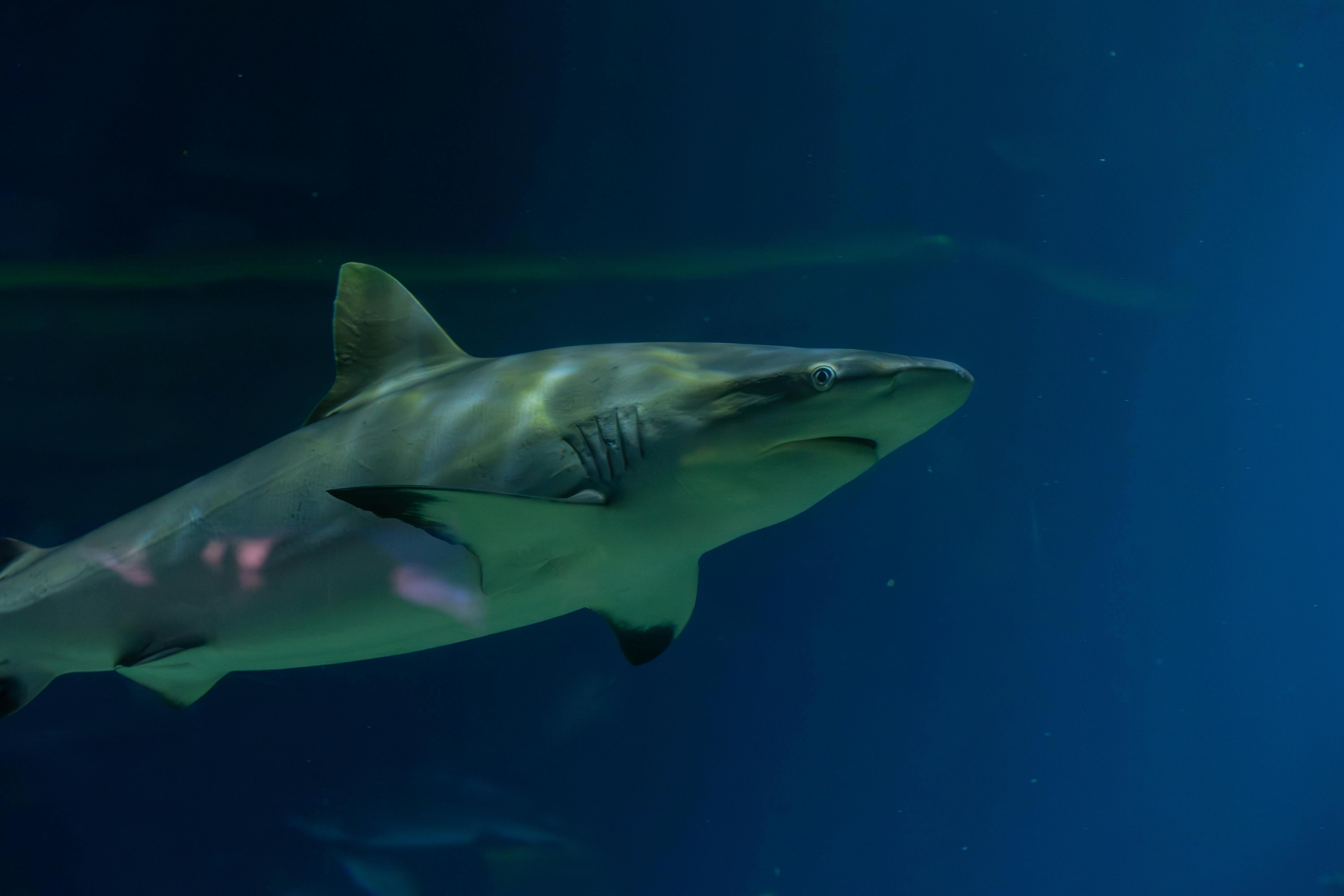 Unforgettable Encounters with Legendary Sea Creatures