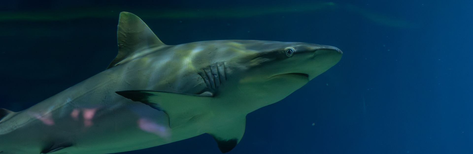Close-up of a shark swimming in an aquarium in Kingston upon Hull, UK.