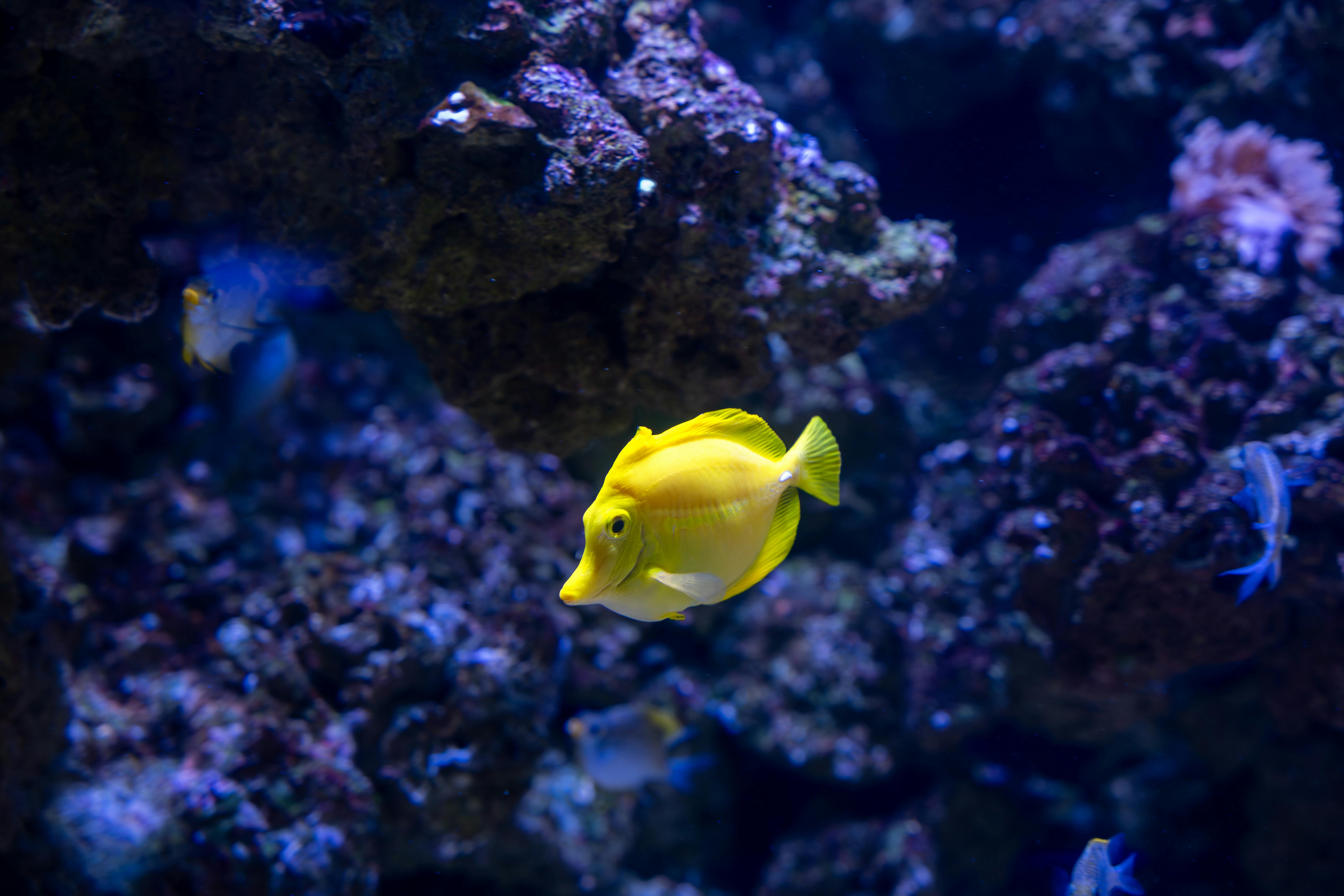 A vivid yellow tang fish gracefully swims in an underwater coral reef aquarium.