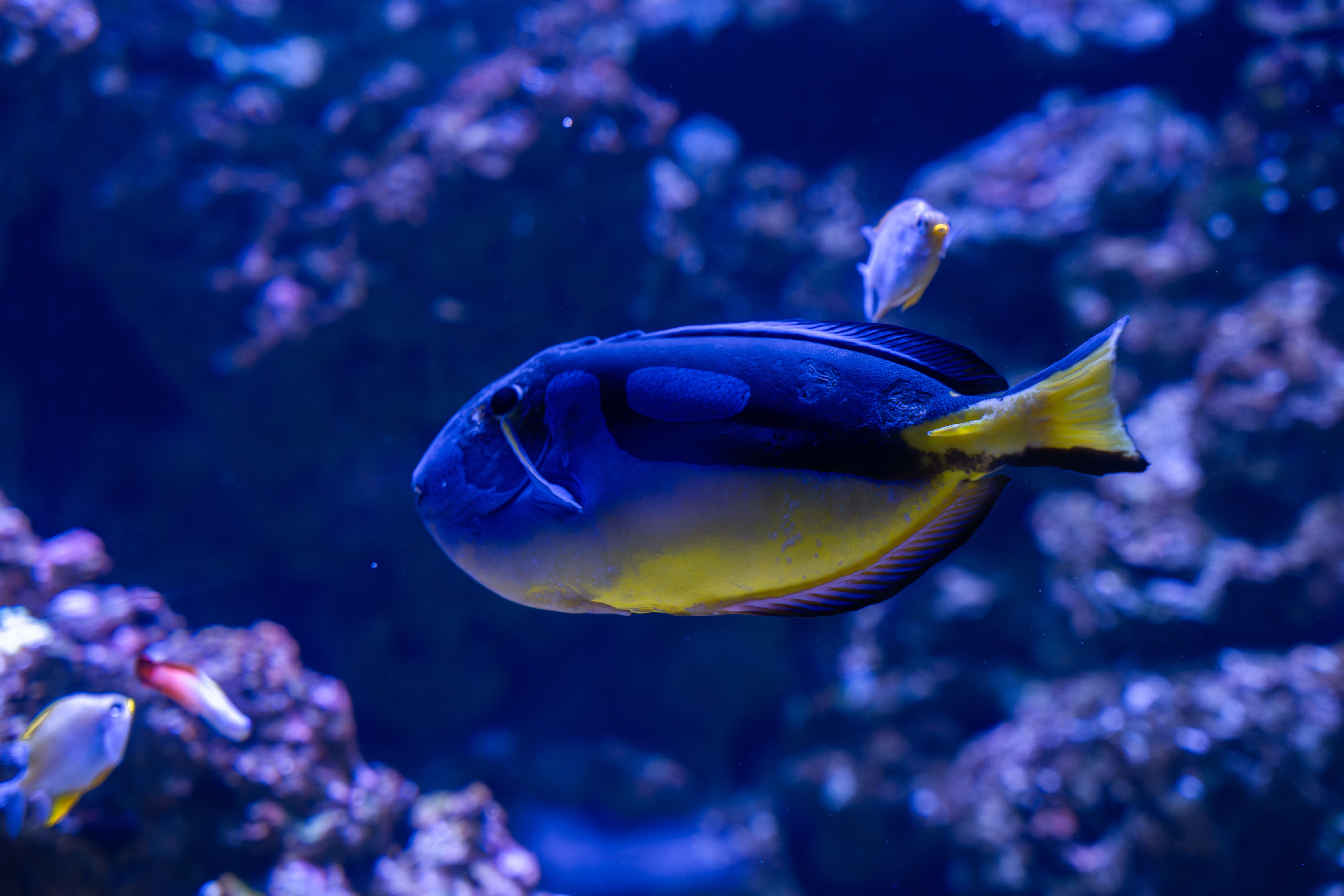 Close-up of a vibrant tropical fish swimming in a dimly lit aquarium.