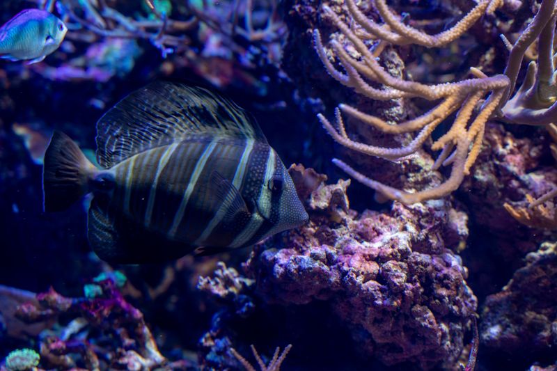 Colorful image of tropical fish and coral in an aquarium setting, perfect for backgrounds.