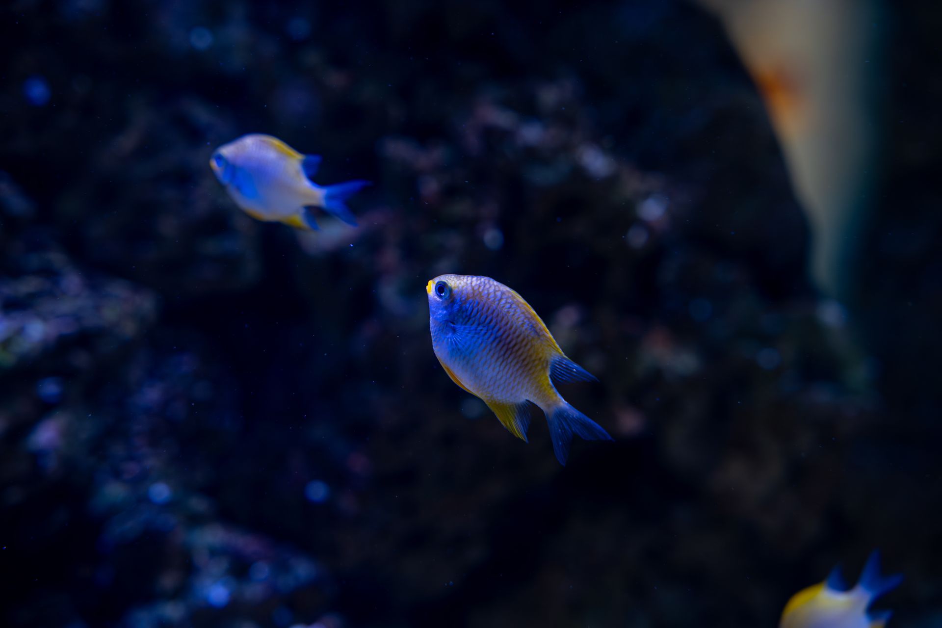 Underwater at Deadman's Bay
