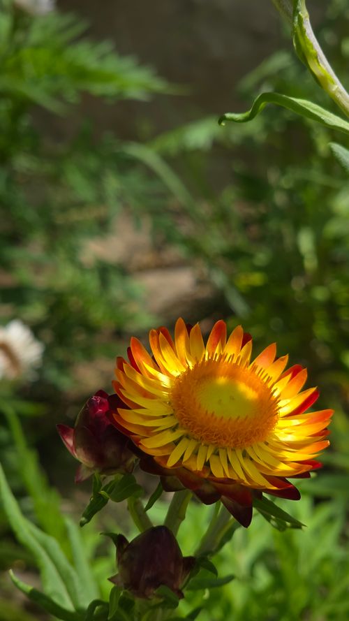 Free Close-up of a vivid yellow and orange strawflower in a lush garden setting. Stock Photo