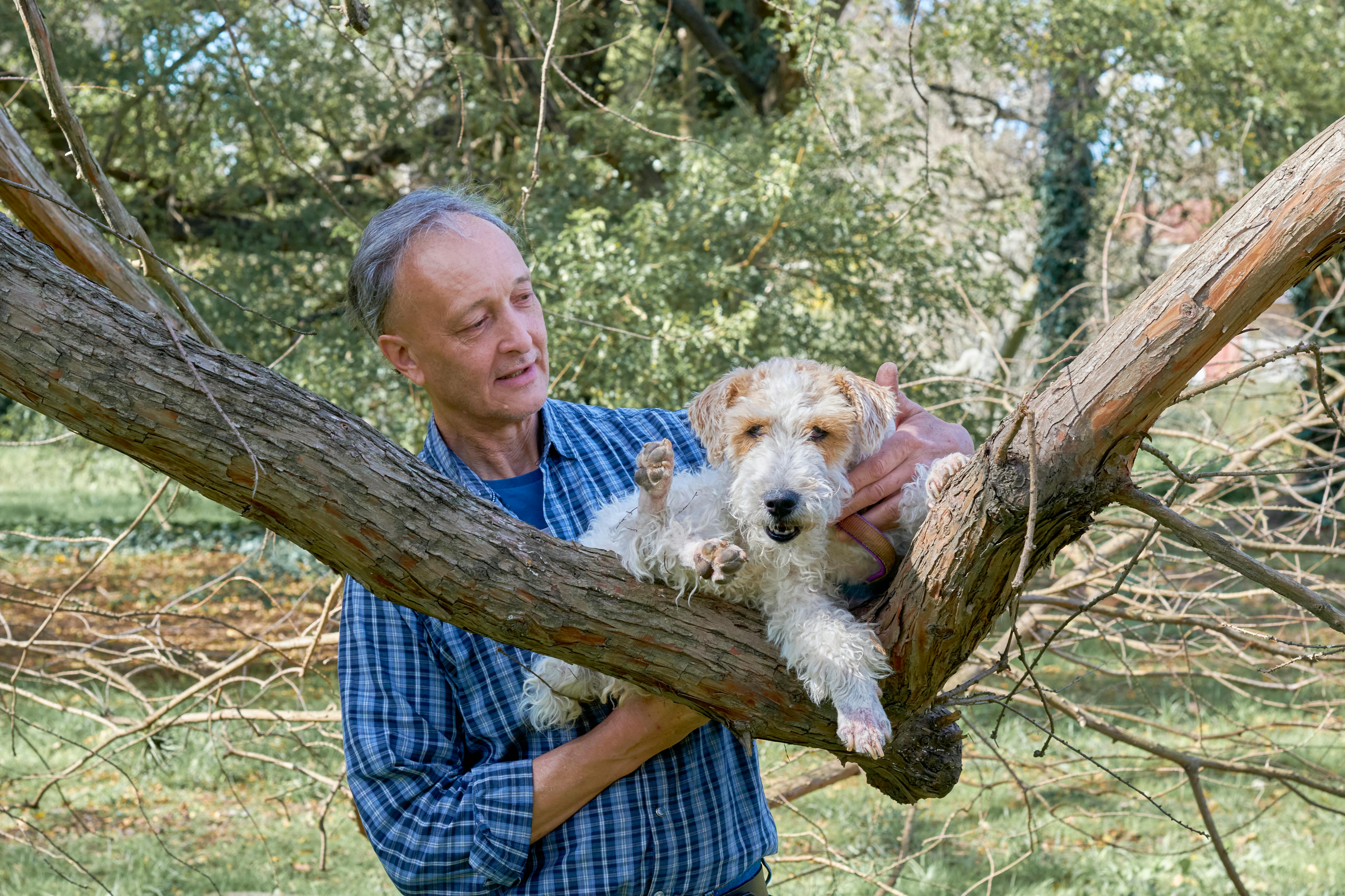 Εκπαίδευση Smooth Fox Terrier: Πλήρης Οδηγός