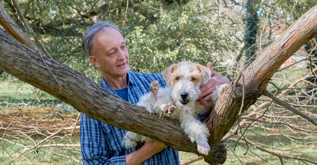 Les phobies fréquentes chez les animaux seniors et comment y remédier