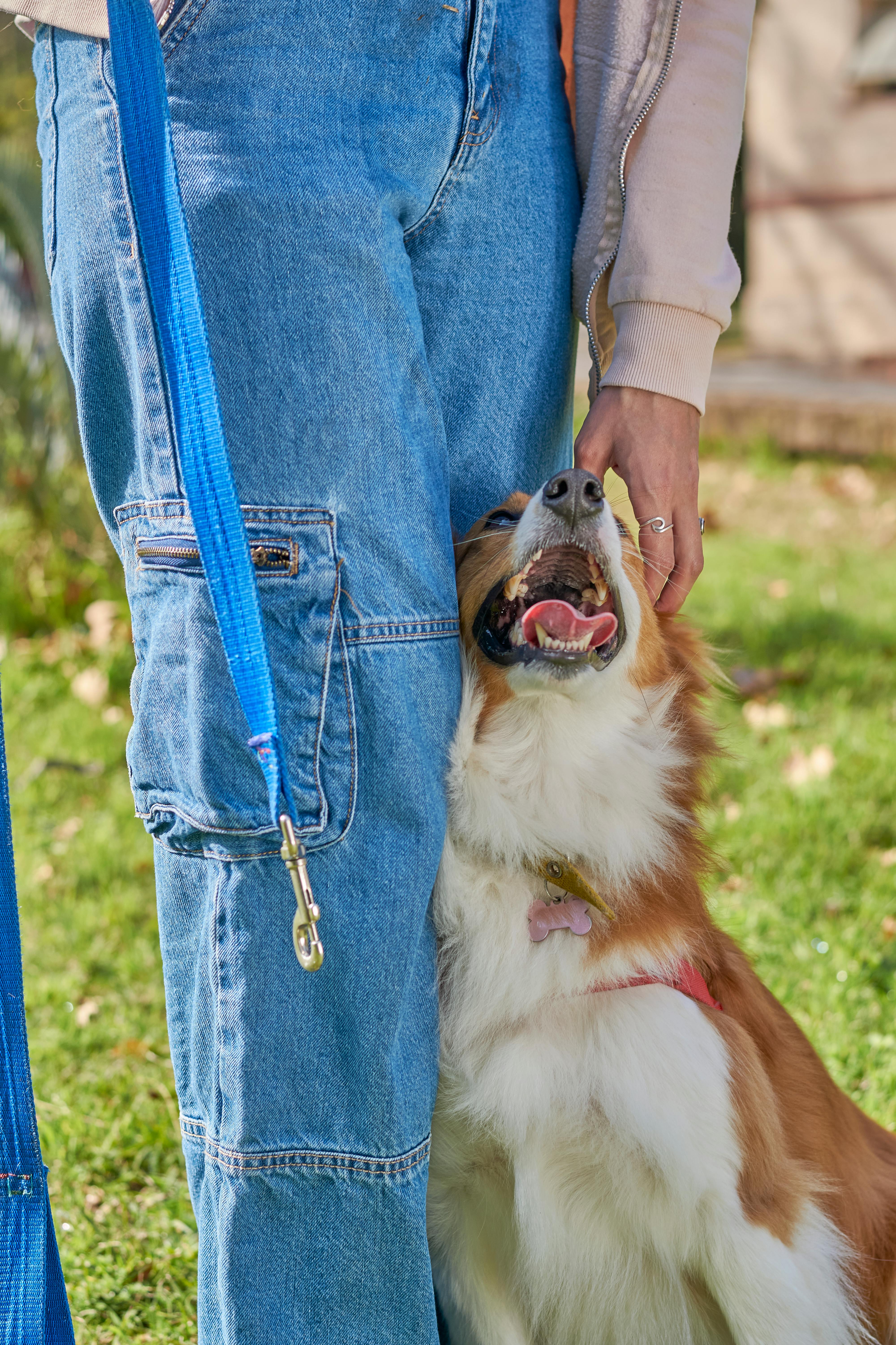 A happy dog leans lovingly against its owner's leg in a sunny park.