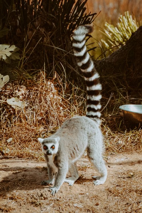 Free A ring-tailed lemur stands alert in its natural habitat, showcasing its distinct features. Stock Photo