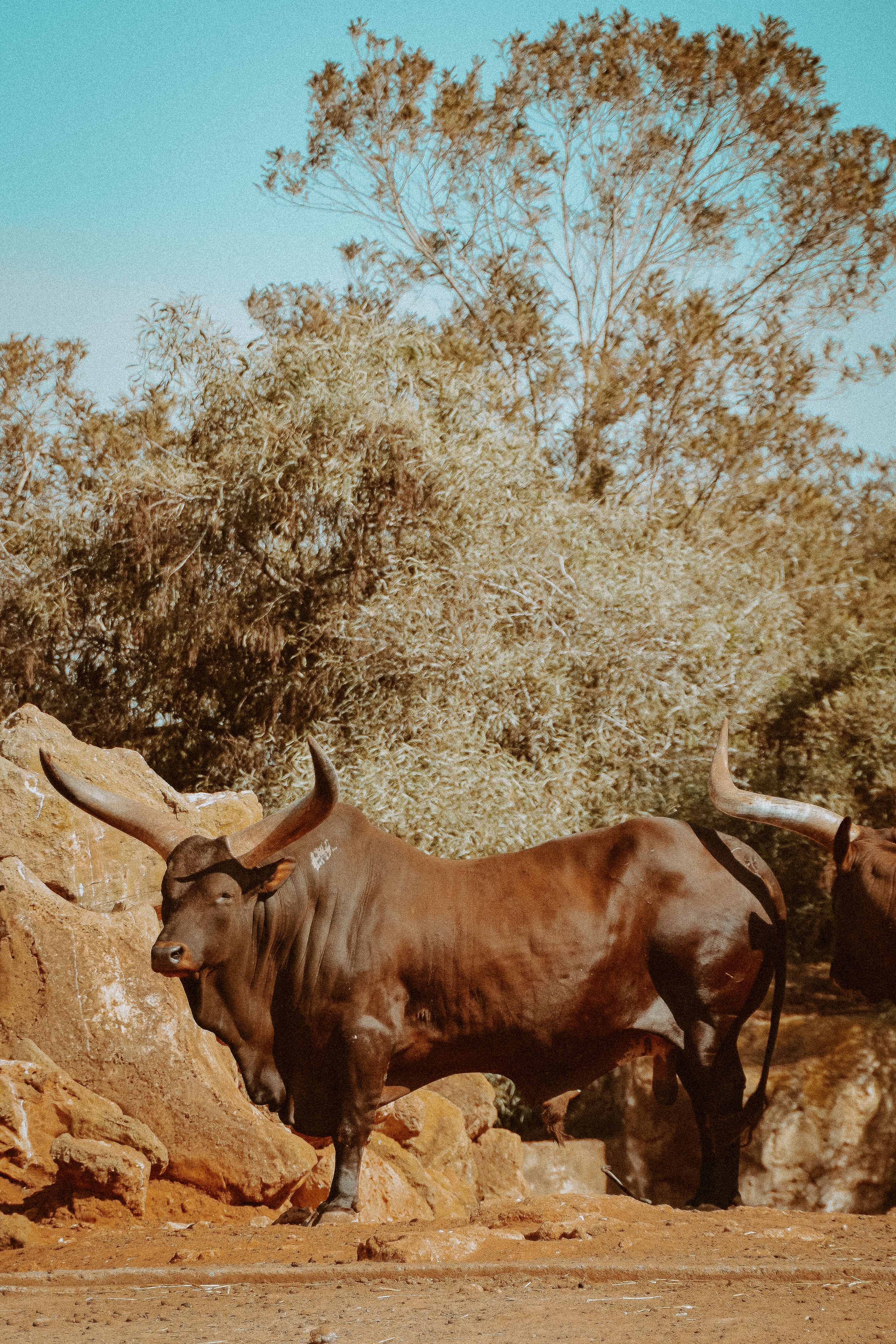 A majestic Ankole Watusi bull stands proudly with its large horns in a natural setting.