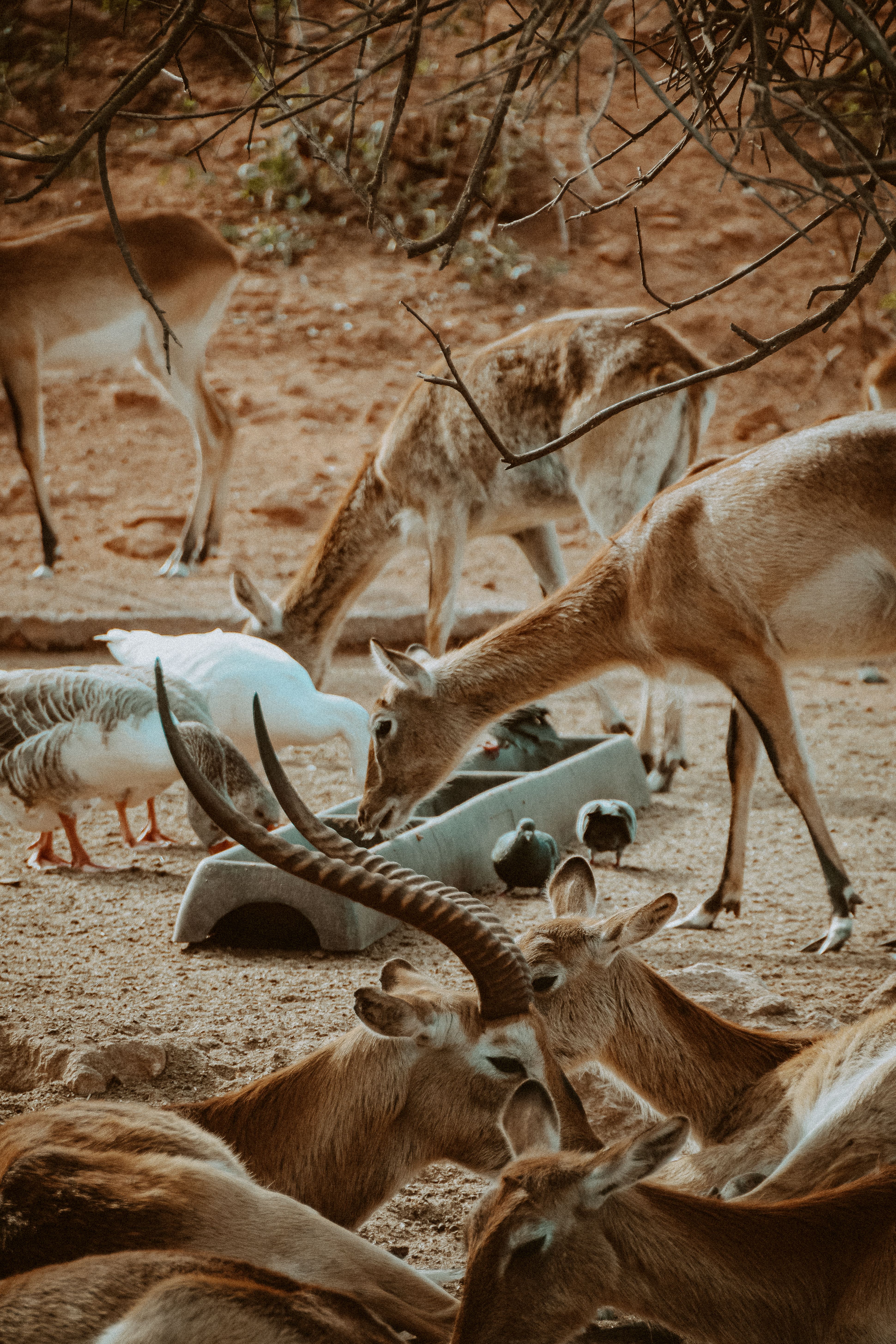 A group of deer and birds coexisting peacefully in a dry outdoor habitat, highlighting biodiversity.