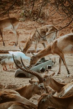 A group of deer and birds coexisting peacefully in a dry outdoor habitat, highlighting biodiversity.